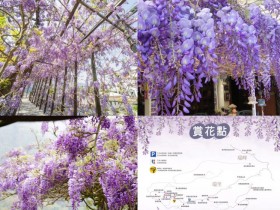 【2024嘉義瑞里紫藤花季】開花時間/賞花景點/餐廳民宿/交通一次看!