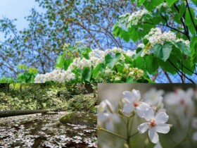 【2024客家油桐花季】開花時間/花況/全台賞桐景點/免費活動一次看!