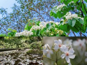 【2024客家油桐花季】開花時間/花況/全台賞桐景點/免費活動一次看！