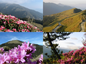 【2024合歡山杜鵑花季】時間/花況/開放步道/交通接駁/管制整理