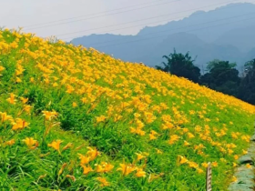 【2024苗栗金針花季】大湖金針花海開花時間/花況花期/停車場一次看!