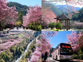 【2025武陵農場櫻花季攻略】訂房/最新花況/住宿/賞櫻客運/交通一次看!