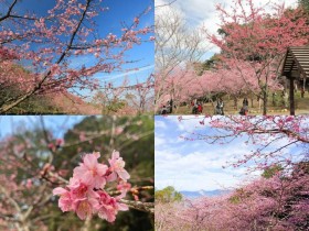 【2025高雄櫻花季】寶山二集團櫻花公園花況/觀賞時間/交通一次看!