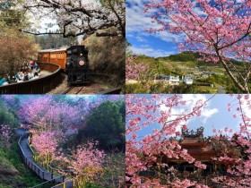 【2025阿里山櫻花季】時間/花況/賞櫻景點/門票優惠/交通管制一次看!