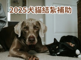 【2025犬貓結紮補助】免費絕育/寵物登記/狂犬病疫苗施打/申請資訊(114年)