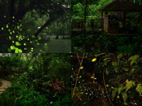 【2025台北螢火蟲季】時間地點/免費賞螢活動/導覽/地圖一次看!