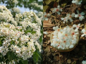 【2025客家油桐花季】106處賞桐景點/時間/花況/桐花祭活動一次看!