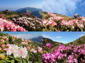 【2025合歡山杜鵑花季】時間/花況/賞花步道/接駁公車/管制/交通一次看!