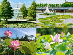 【2025桃園觀音蓮花季】時間地點/大王蓮景點/蓮園活動/交通一次看!