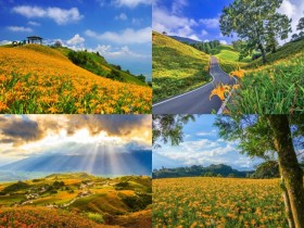 【2025花蓮金針花季】赤科山/六十石山花況/景點/交通管制一次看!