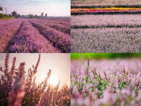 【2025桃園仙草嘉年華】仙草節時間/展區活動/地圖/接駁車/交通停車,楊梅免費賞花!