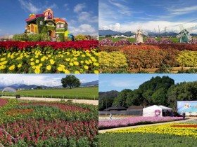 【2025台中花毯節】時間地點/新社花海活動/接駁車/交通停車/展區地圖,免費入場!