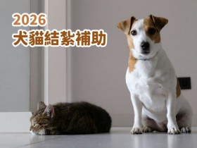 【2026犬貓結紮補助】免費絕育/寵物登記/狂犬病疫苗申請資訊(115年)