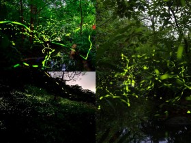 【2026台北螢火蟲季】賞螢景點/時間地點/免費導覽活動一次看!