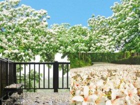 【2026客家油桐花季】開花時間/花況/最新賞桐景點/免費活動一次看!