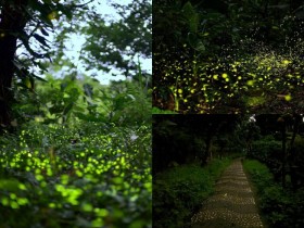 【2026新北螢火蟲季】賞螢時間地點/免費活動,出發和美山、文山農場、平溪賞螢!