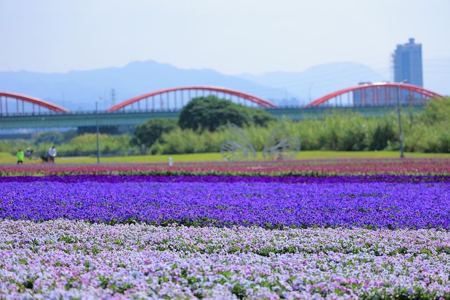 紫色花海浪漫盛開 古亭河濱公園漸層花毯成城市打卡新秘境 Cp值