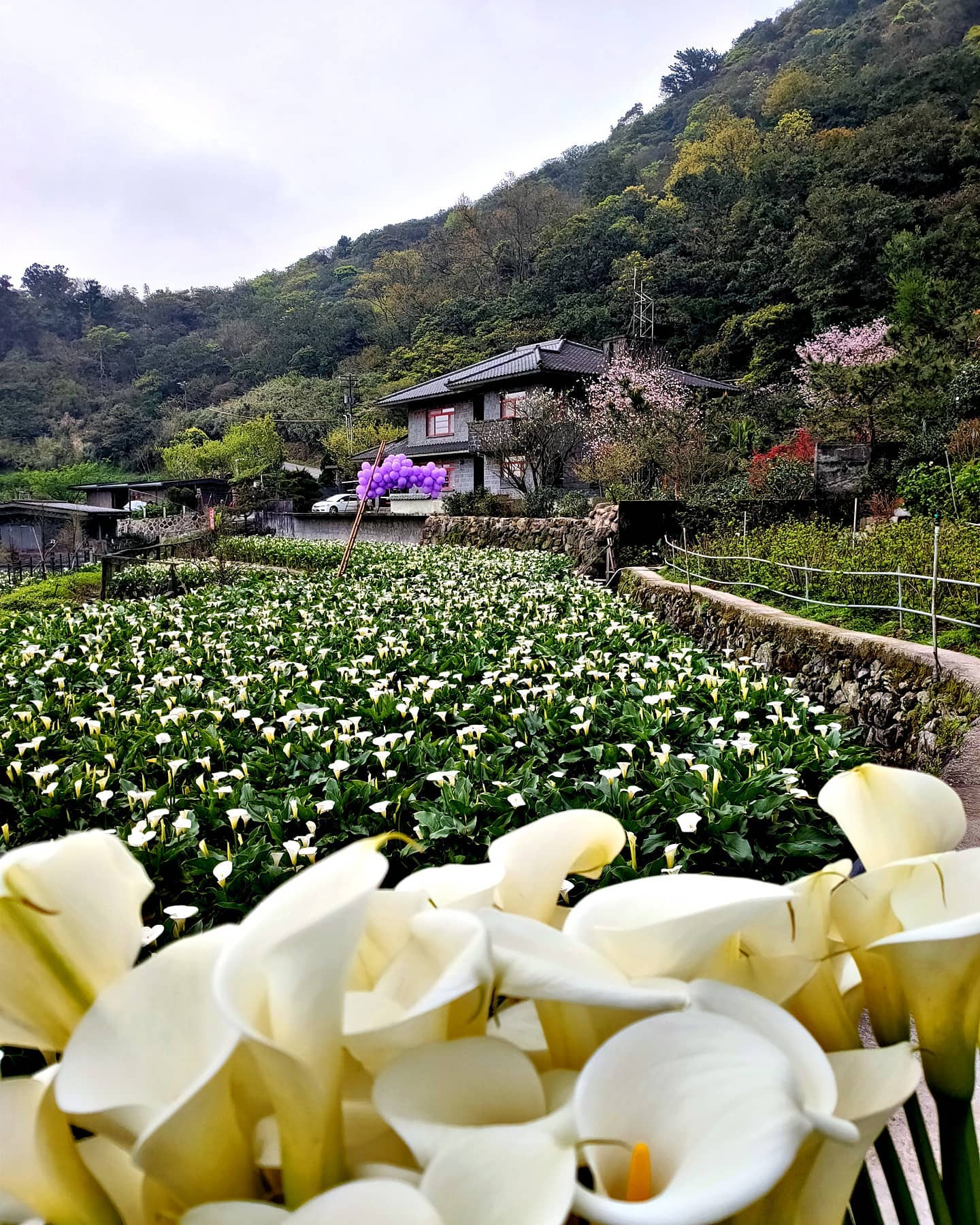 21陽明山竹子湖海芋 繡球花季 免費導覽 拍立得 音樂會活動登場 海芋園推薦 溪畔步道 交通管制攻略一次看 Cp值