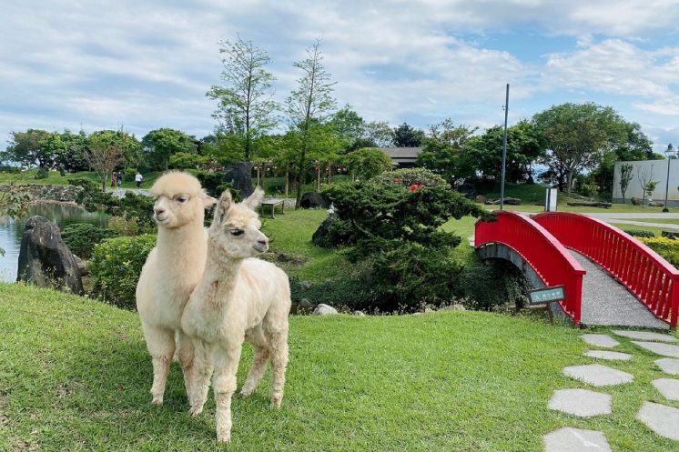 綠舞日式園區-羊駝