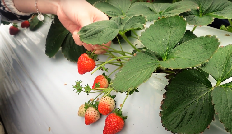 內湖草莓季-清香草莓園