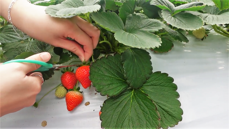 內湖草莓季-清香草莓園