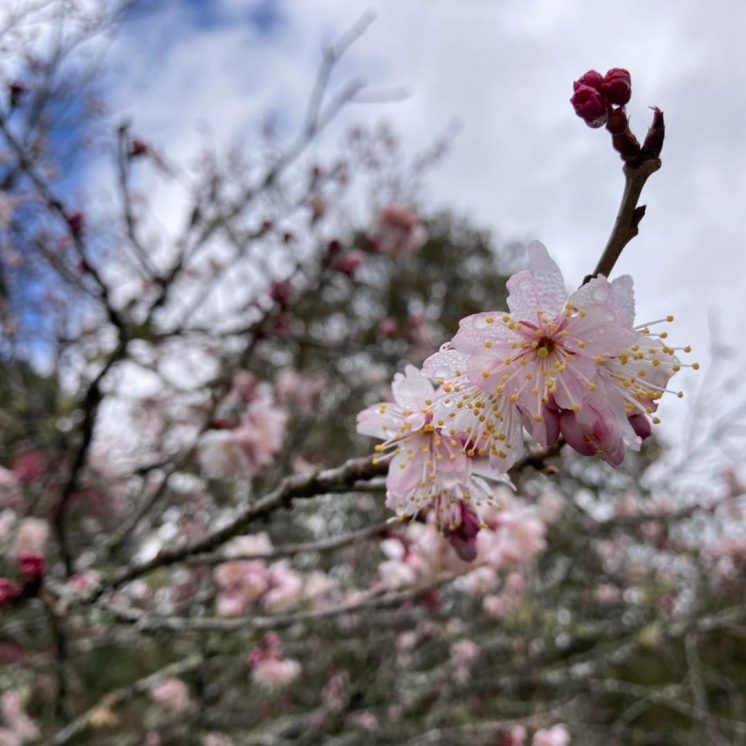 阿里山國家森林公園櫻花
