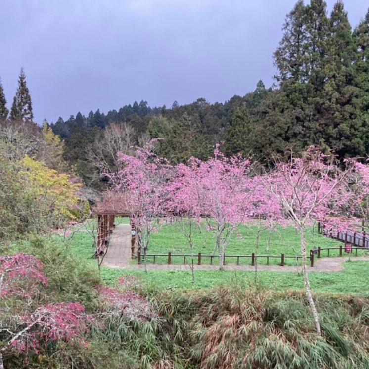 阿里山國家森林公園櫻花
