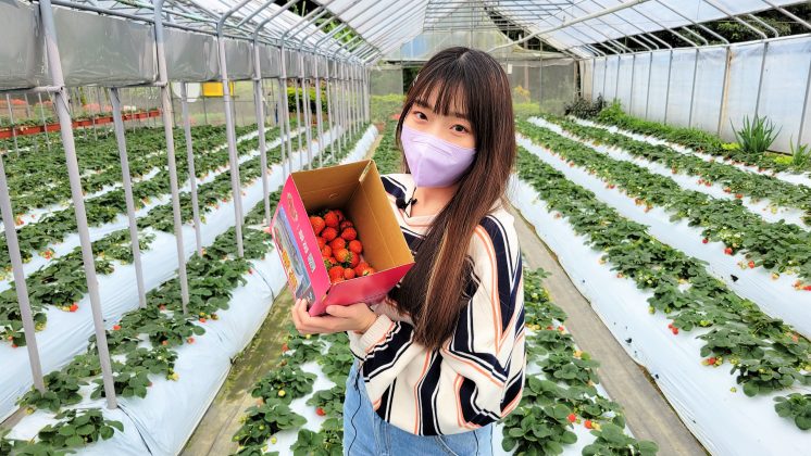 內湖草莓季-清香休閒農場