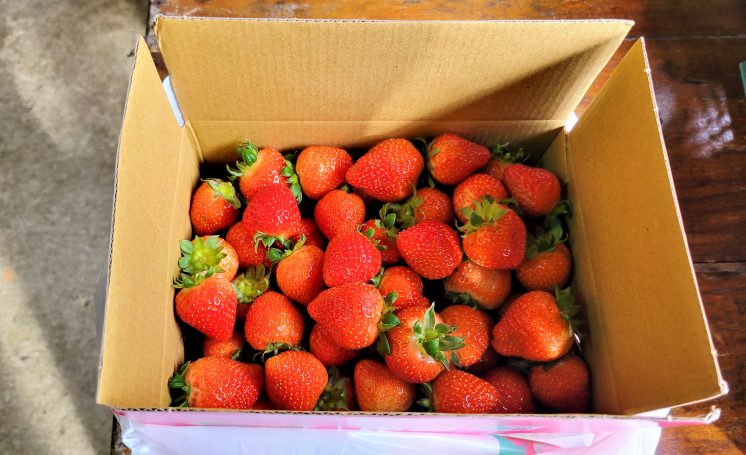 內湖草莓季