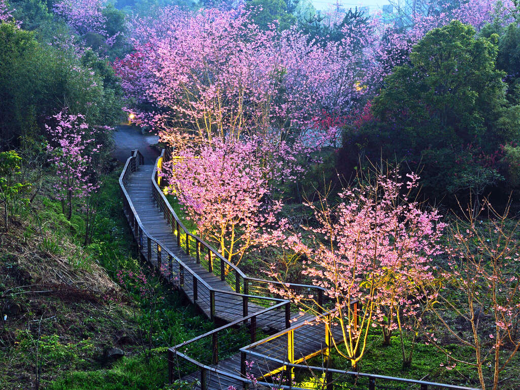 阿里山賞櫻景點-石棹步道群櫻之道