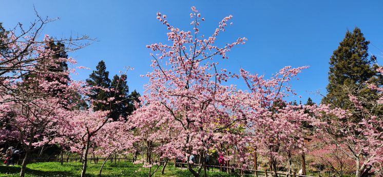阿里山櫻花季2023