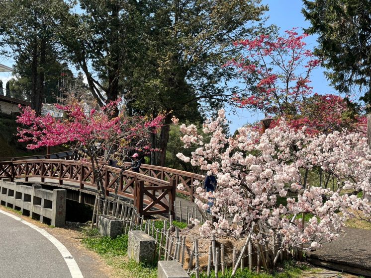 阿里山國家森林遊樂區多種櫻花