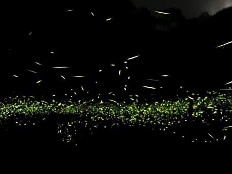 大窩山生態園區螢火蟲