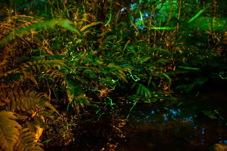 台北大安森林公園螢火蟲