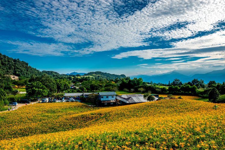 赤科山金針花