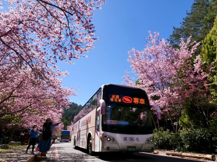 武陵農場賞櫻專車