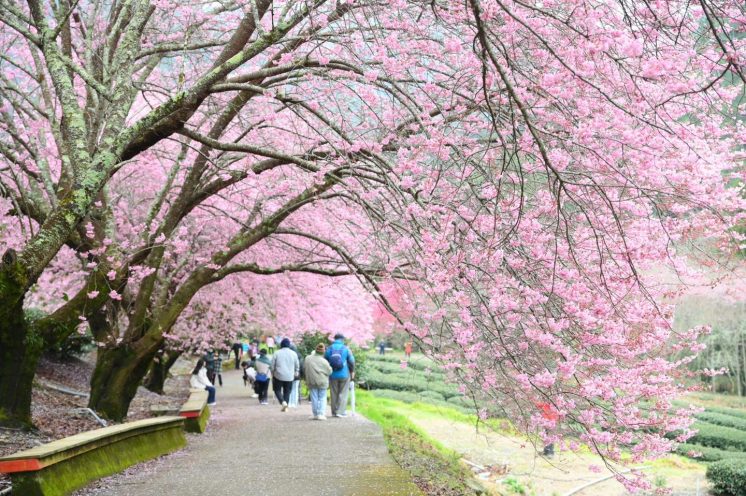 武陵農場兆豐茶園區櫻花步道