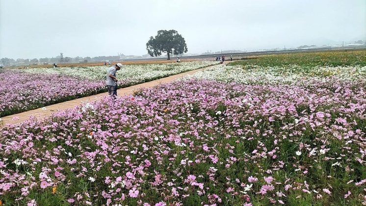 新社花海