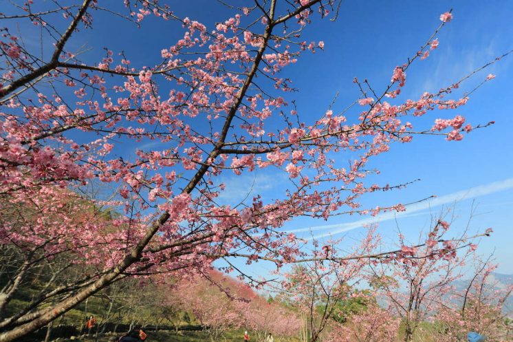 寶山二集團櫻花公園