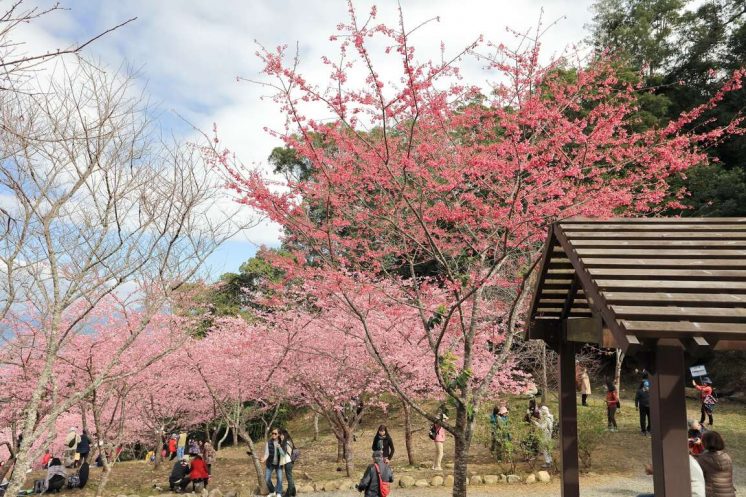 寶山二集團櫻花公園