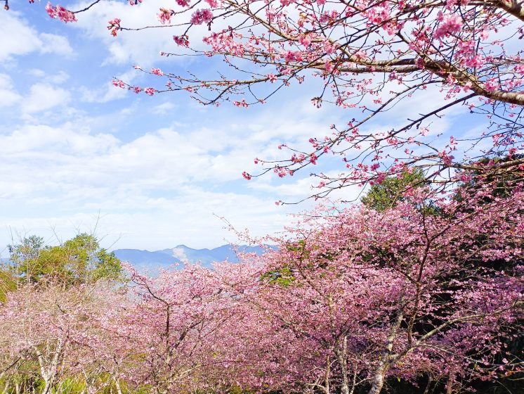 寶山二集團櫻花公園