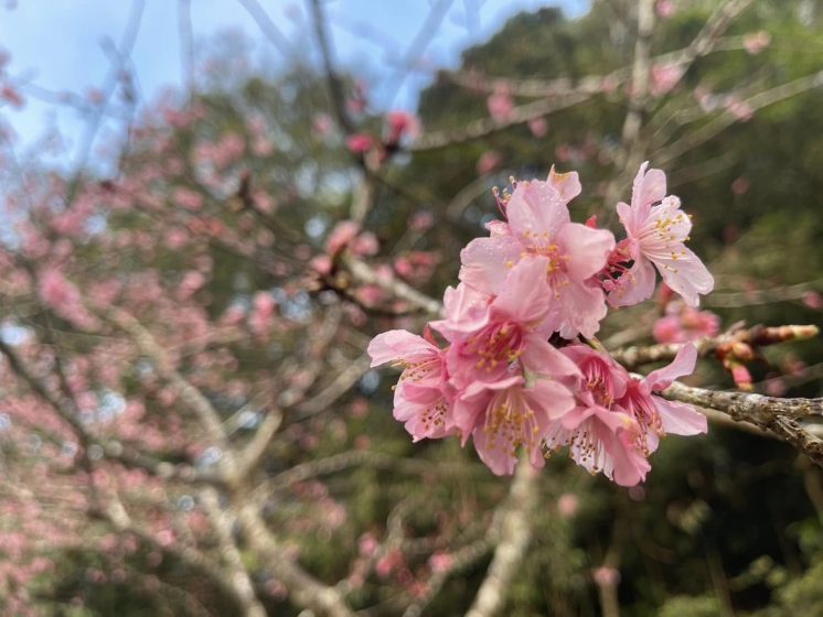 寶山二集團櫻花公園