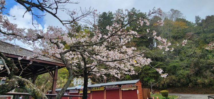 祝山觀日平台櫻花