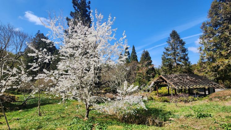 阿里山櫻花季