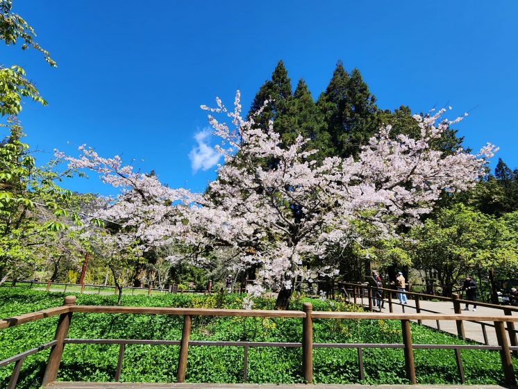 阿里山工作站櫻花