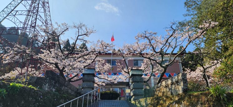 阿里山派出所櫻花