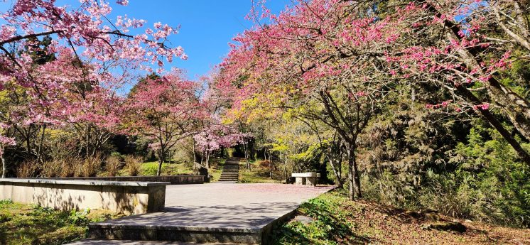 阿里山櫻花季