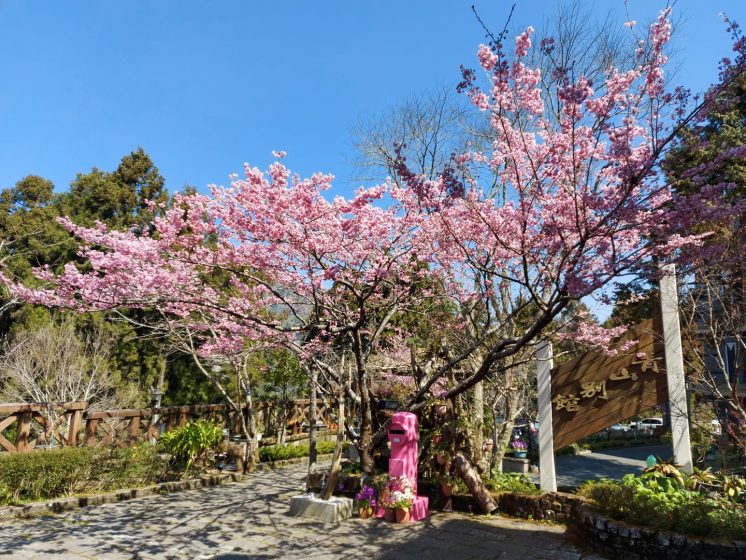 阿里山青山別館櫻花