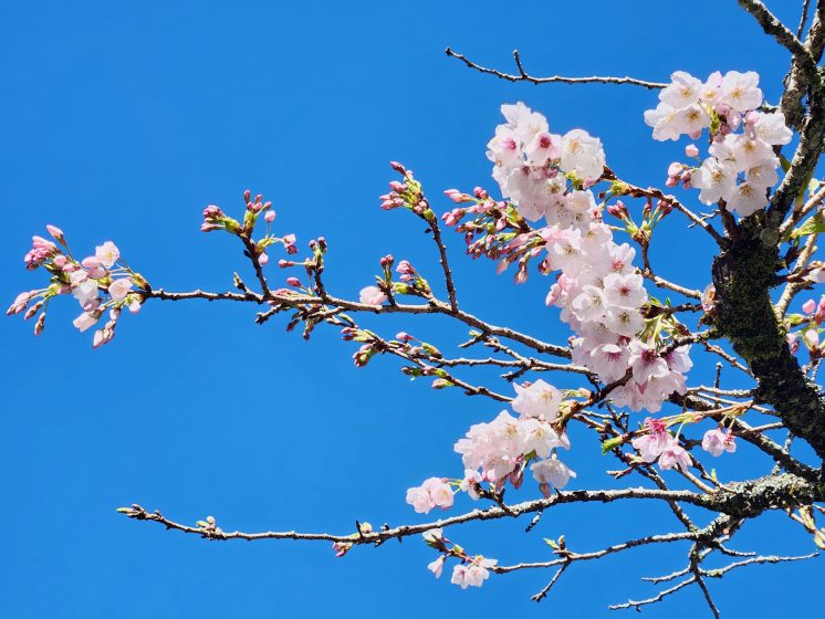 阿里山賓館櫻花