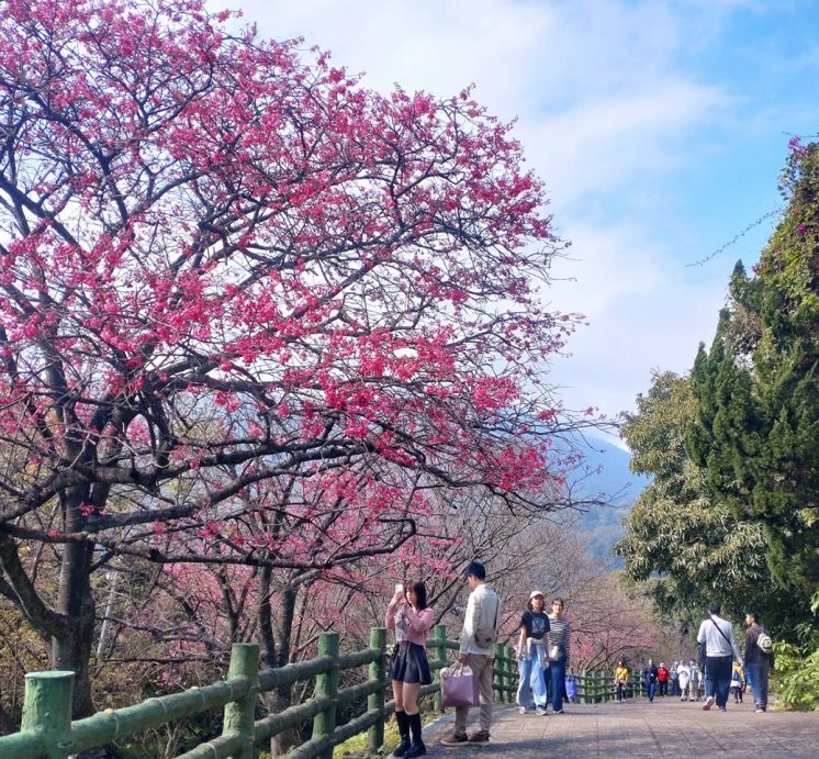 陽明山花季